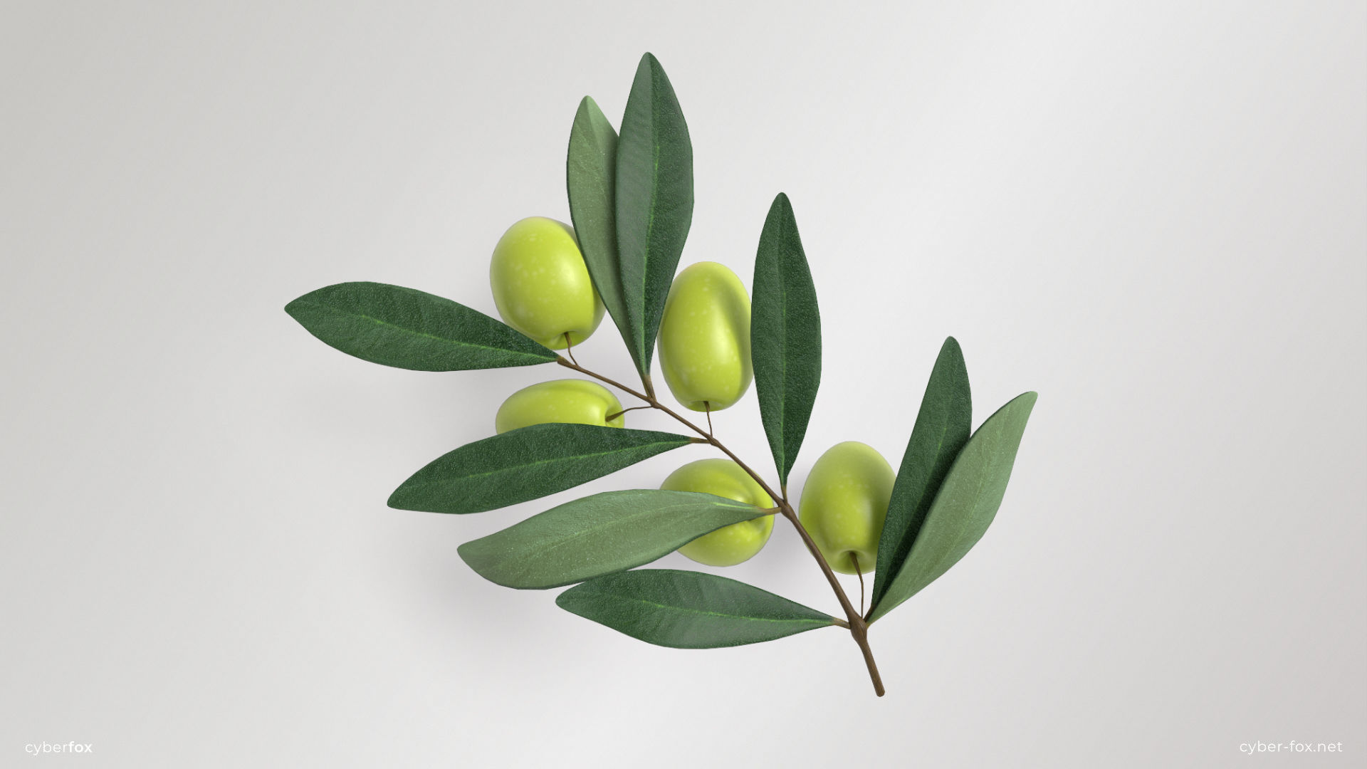 Green Olive Branch Low-poly 3D model_2