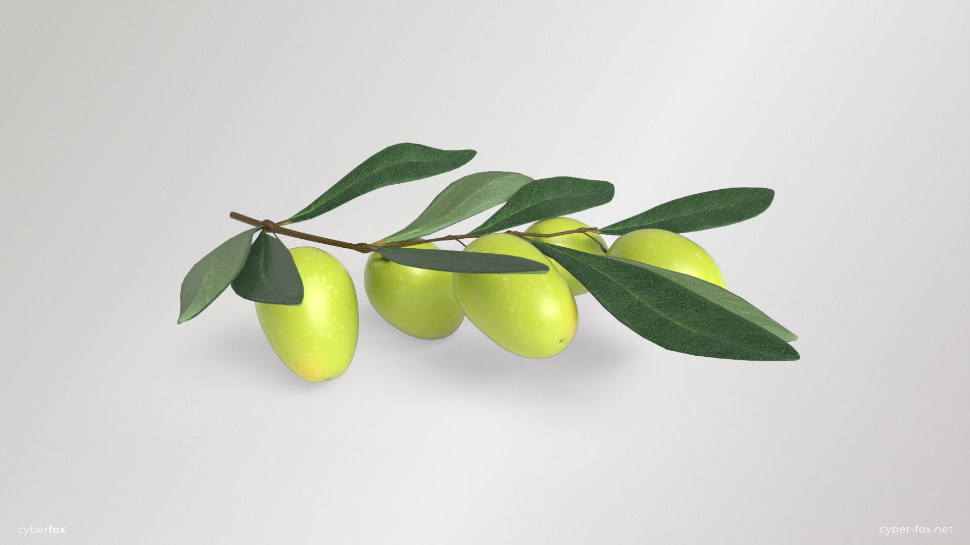 Green Olive Branch Low-poly 3D model_5