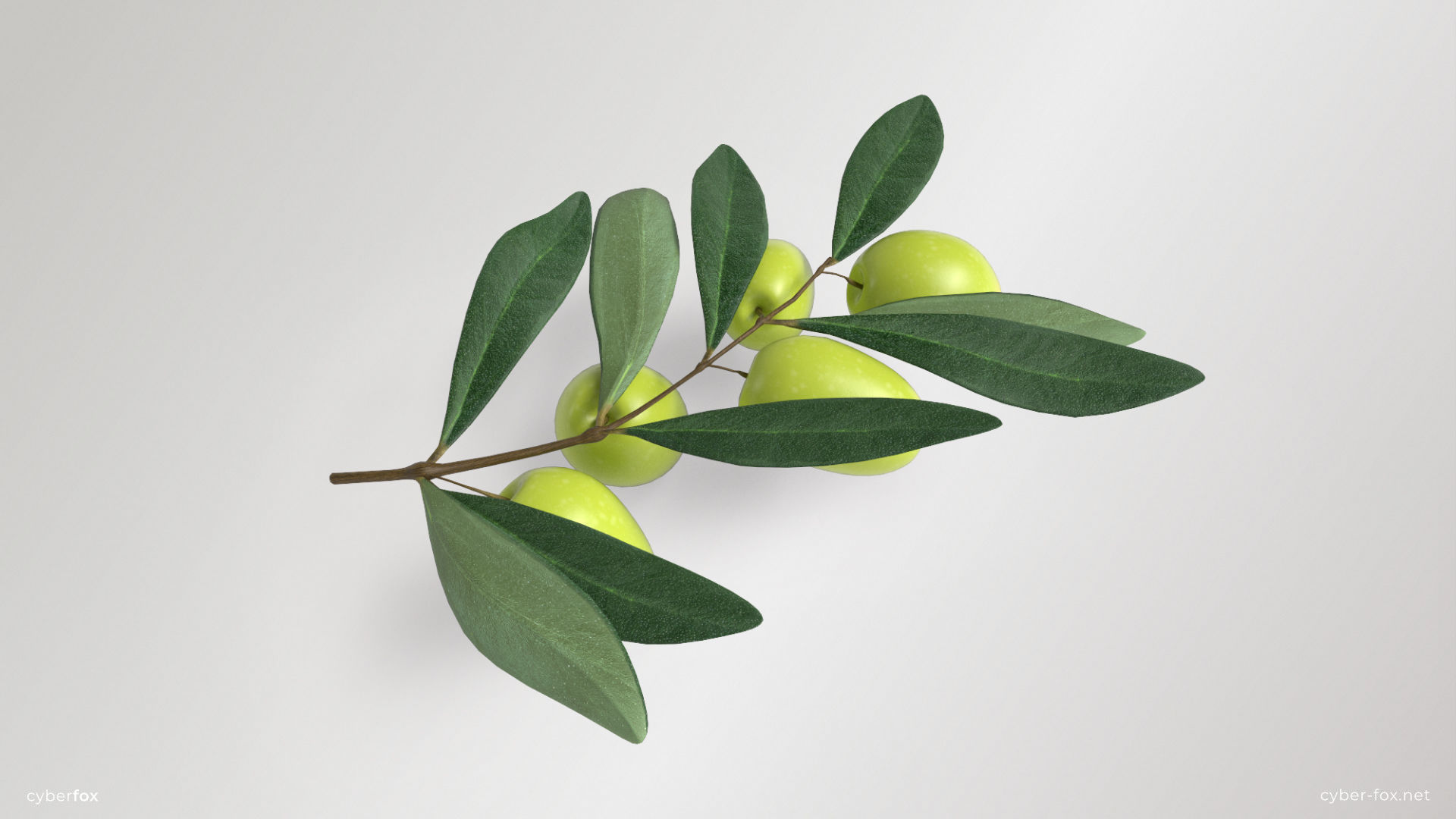 Green Olive Branch Low-poly 3D model_3
