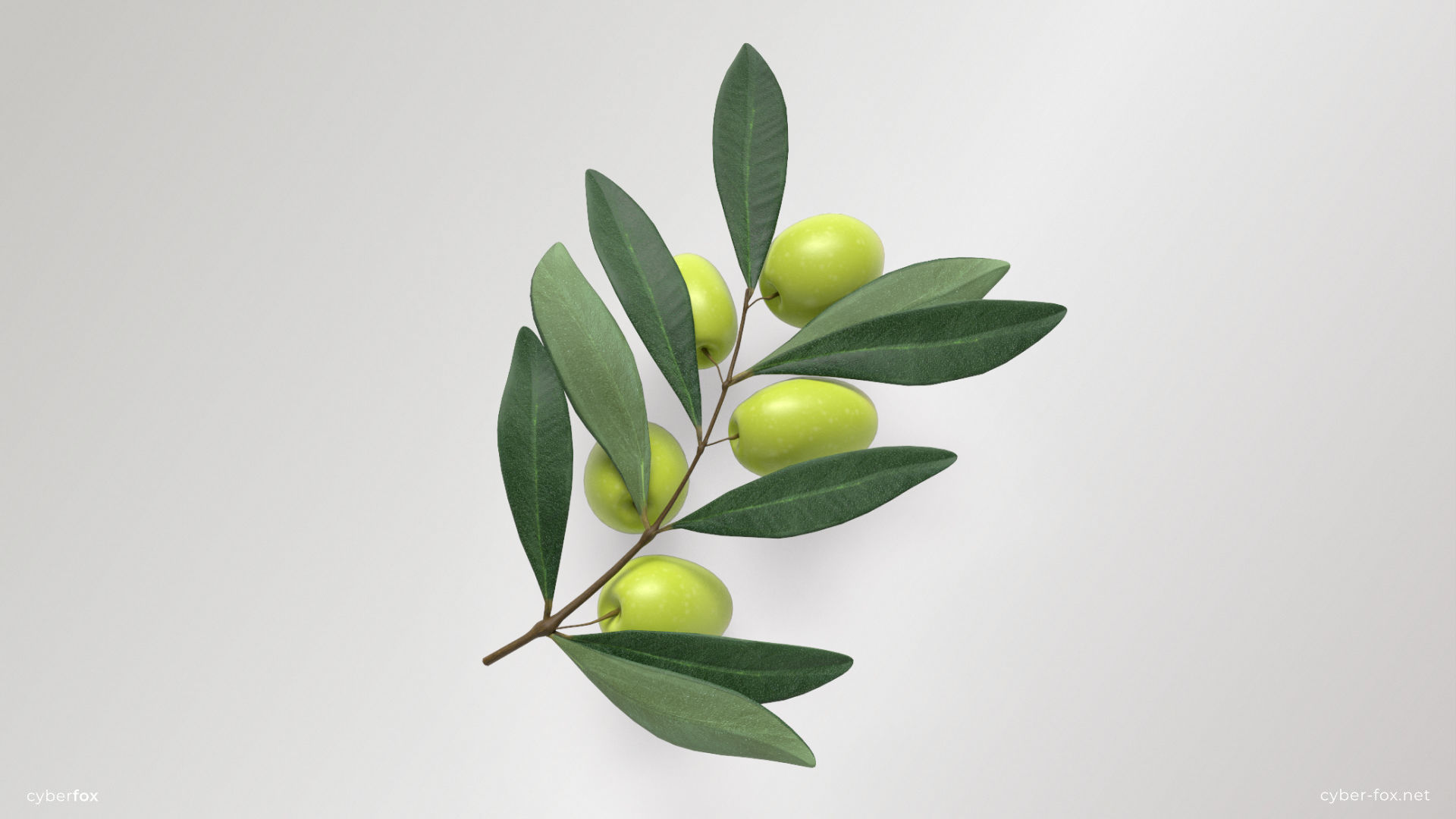 Green Olive Branch Low-poly 3D model_1