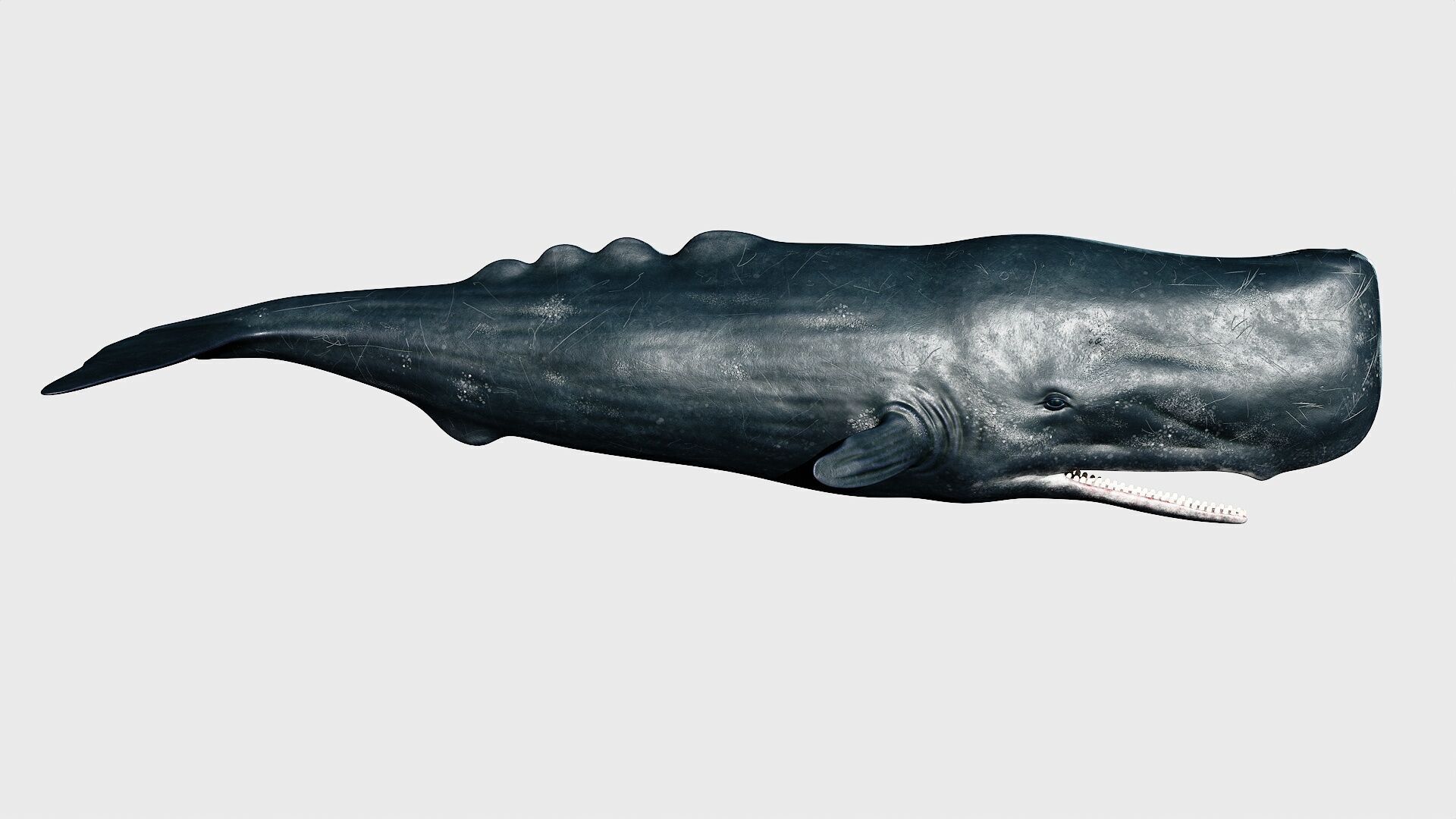 Sperm whale Low-poly 3D model_29