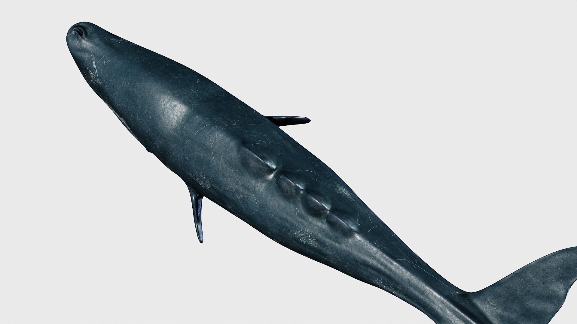 Sperm whale Low-poly 3D model_18