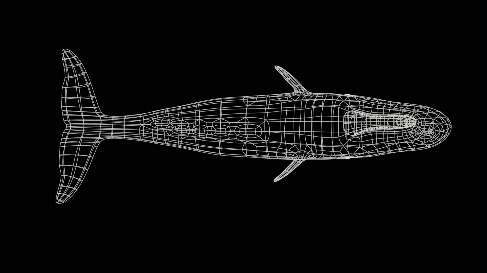 Sperm whale Low-poly 3D model_34