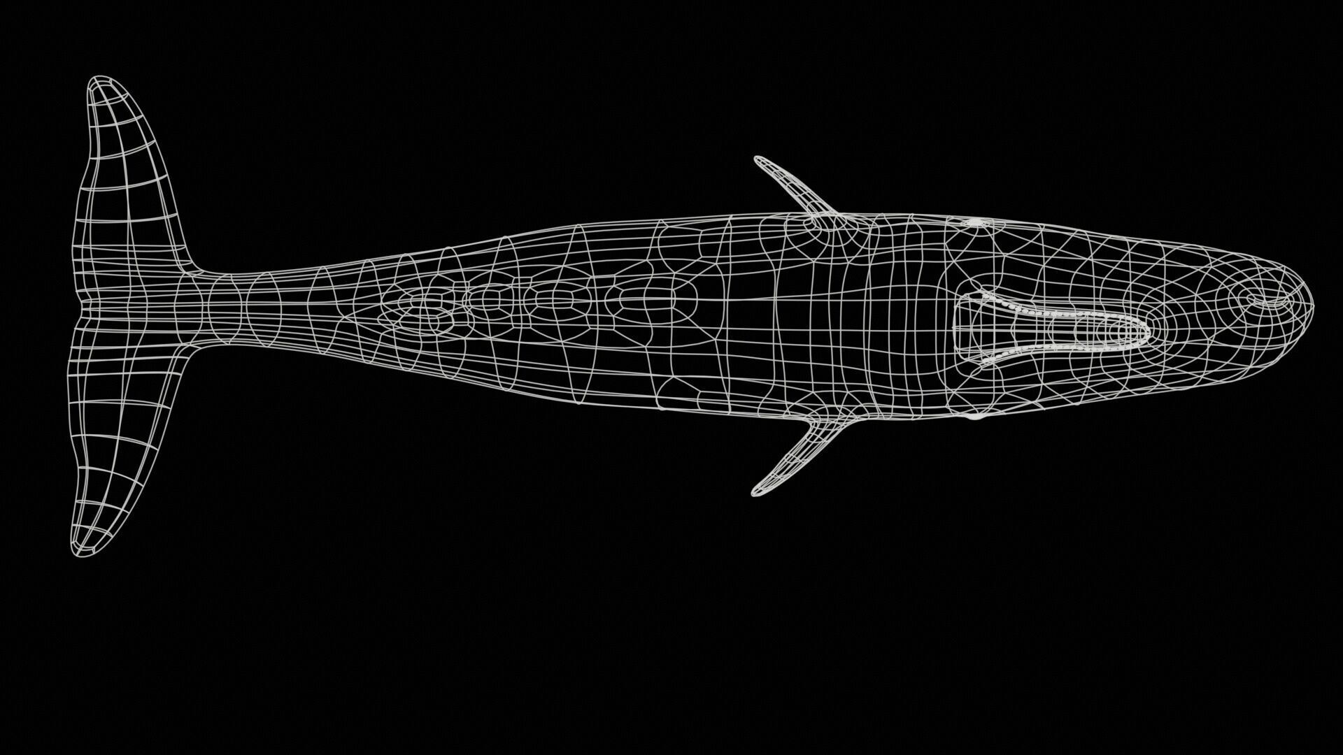 Sperm whale Low-poly 3D model_33