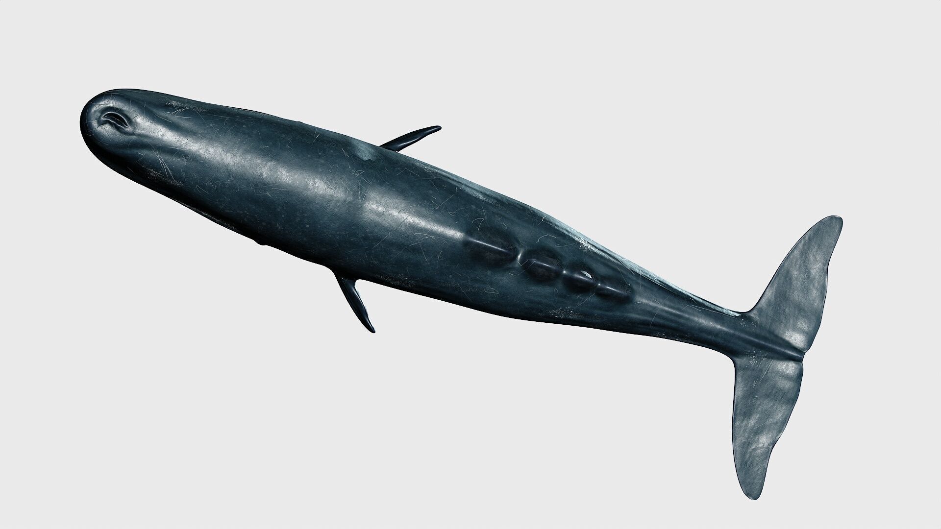 Sperm whale Low-poly 3D model_26