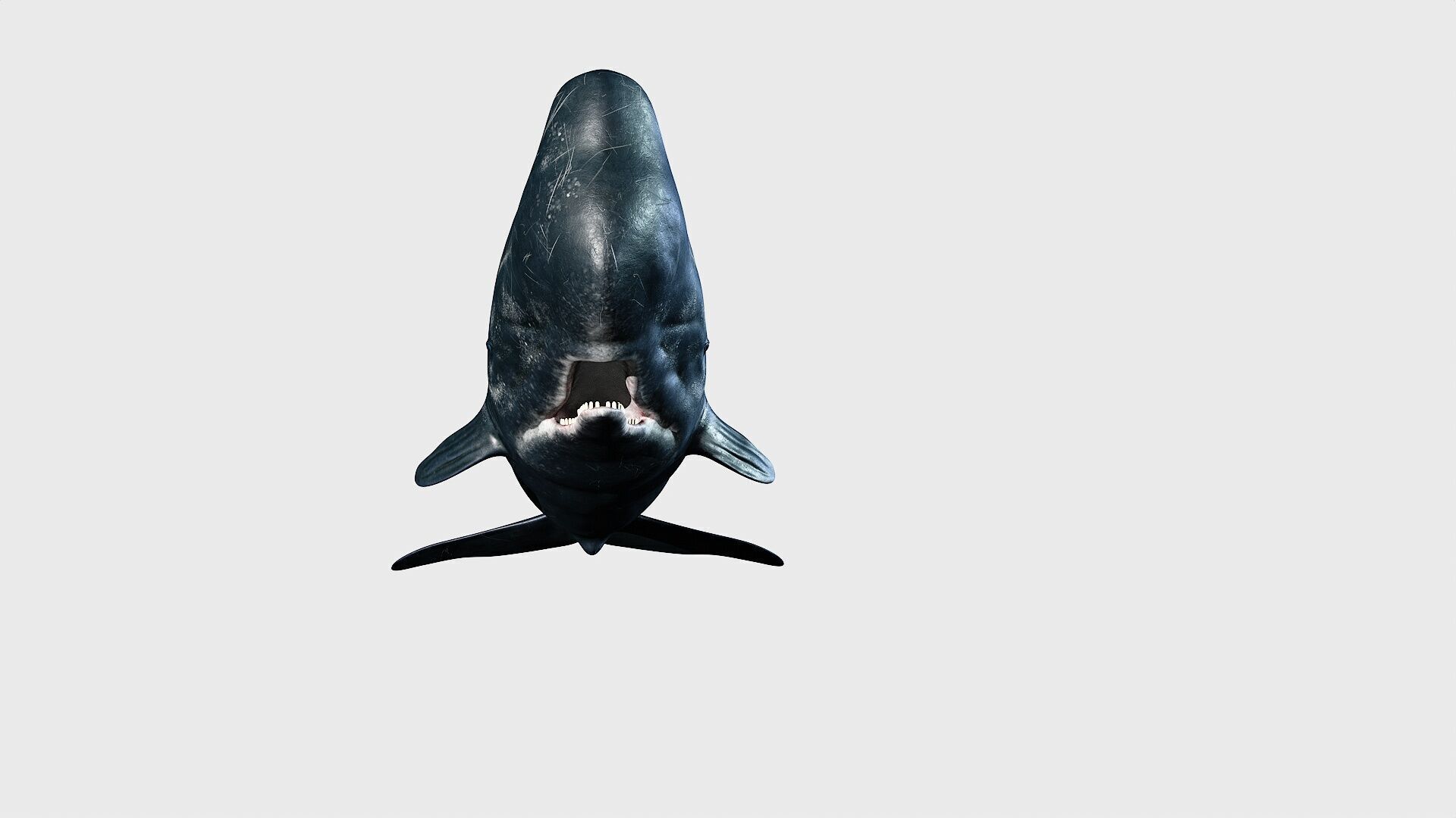 Sperm whale Low-poly 3D model_19