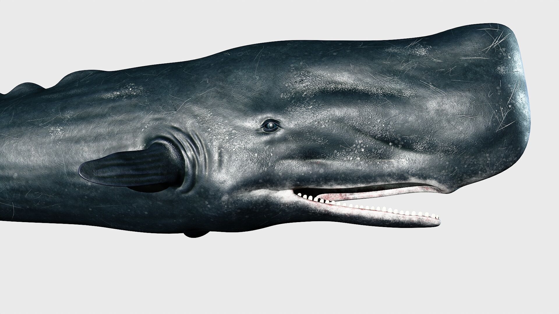 Sperm whale Low-poly 3D model_22