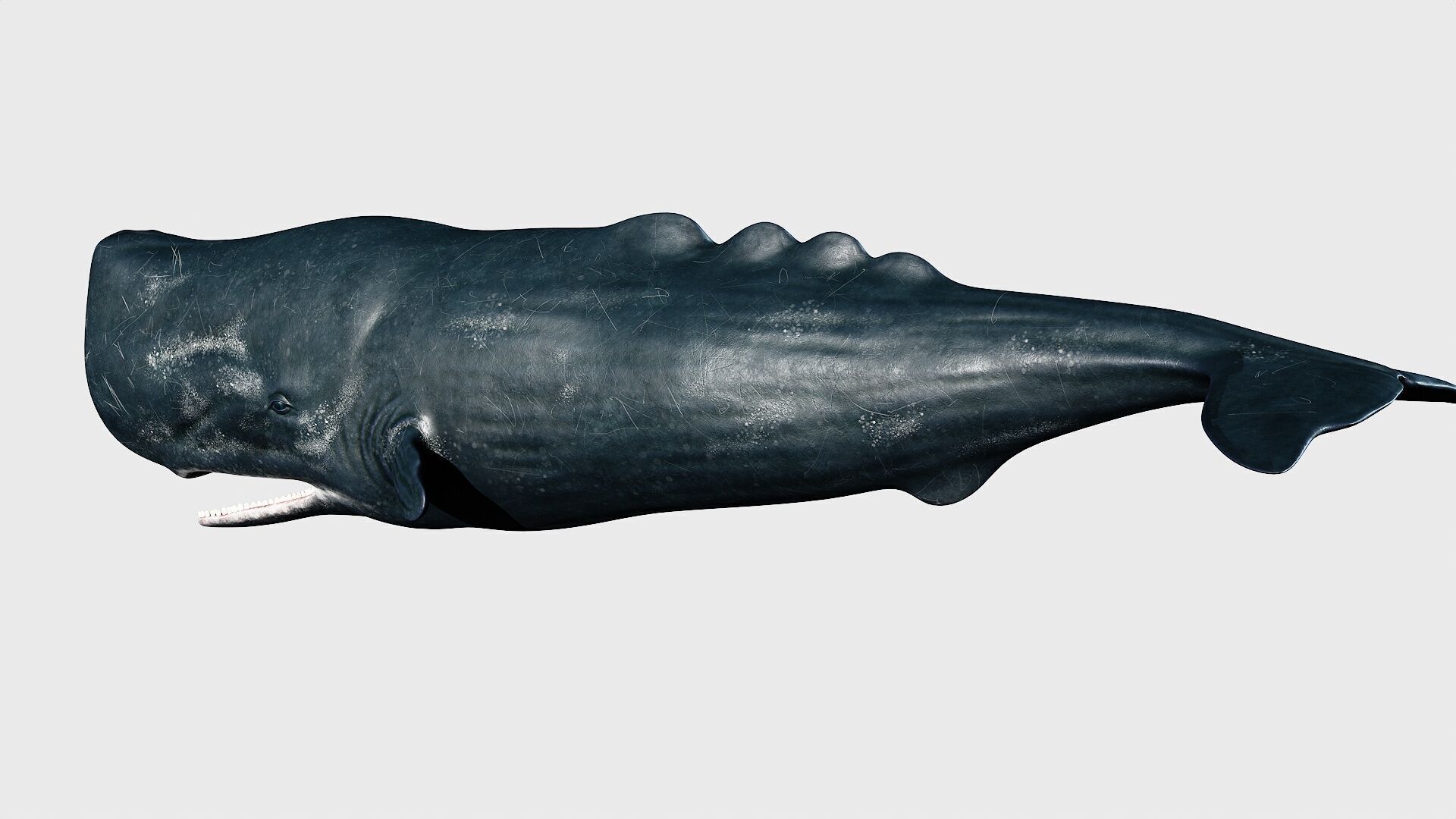 Sperm whale Low-poly 3D model_11