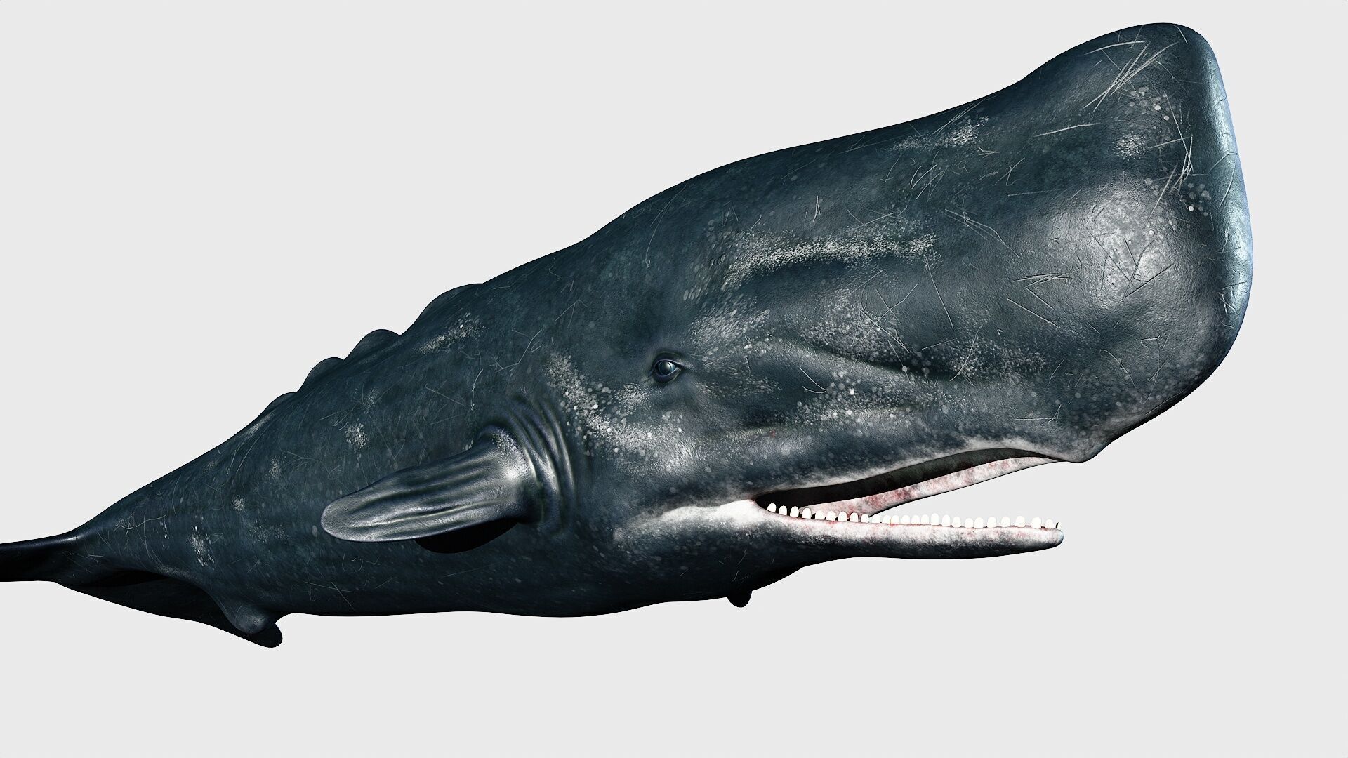 Sperm whale Low-poly 3D model_21