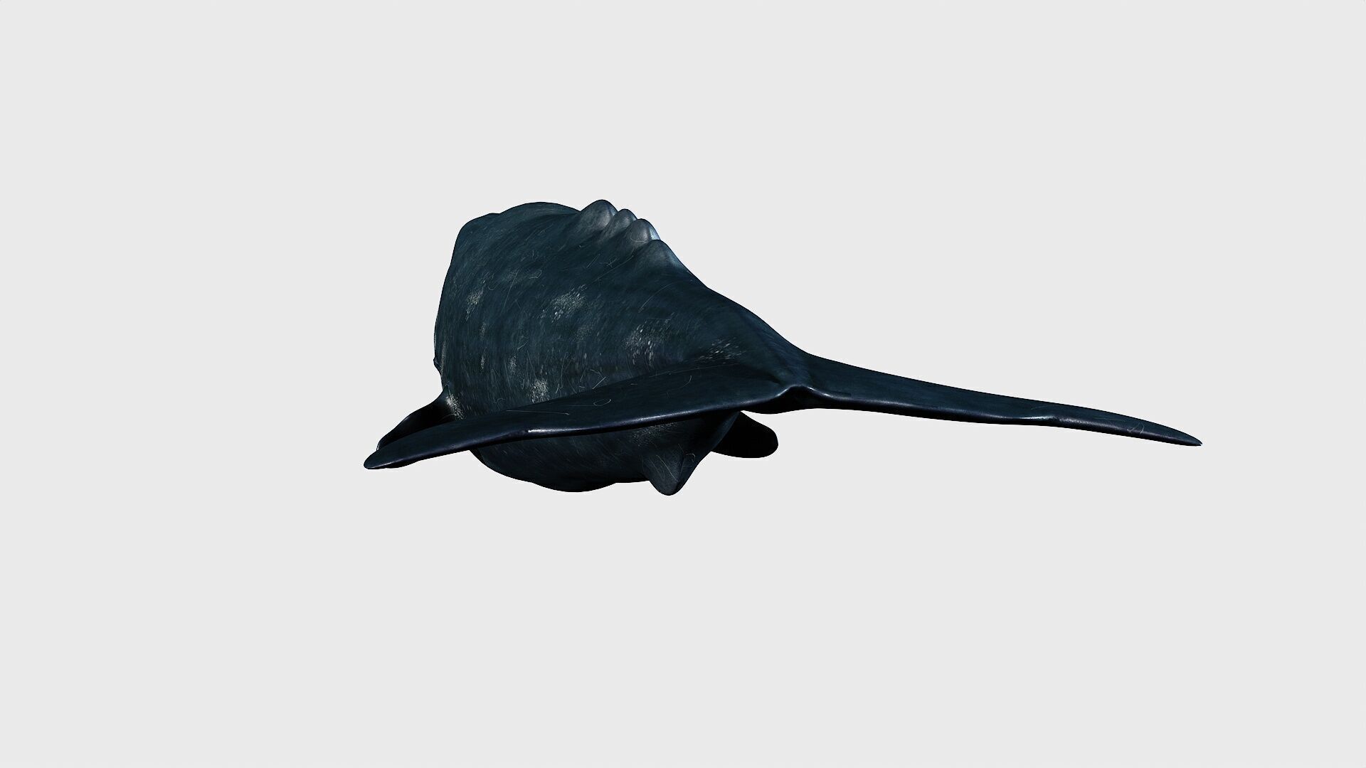 Sperm whale Low-poly 3D model_8