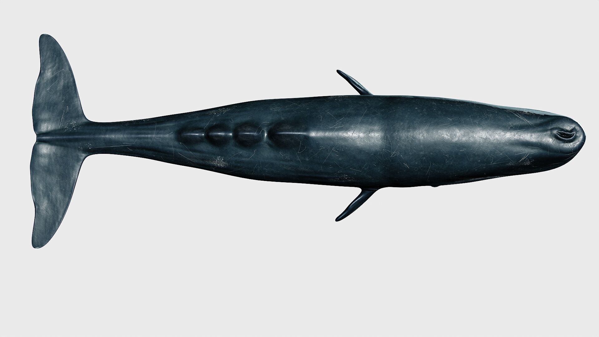 Sperm whale Low-poly 3D model_30