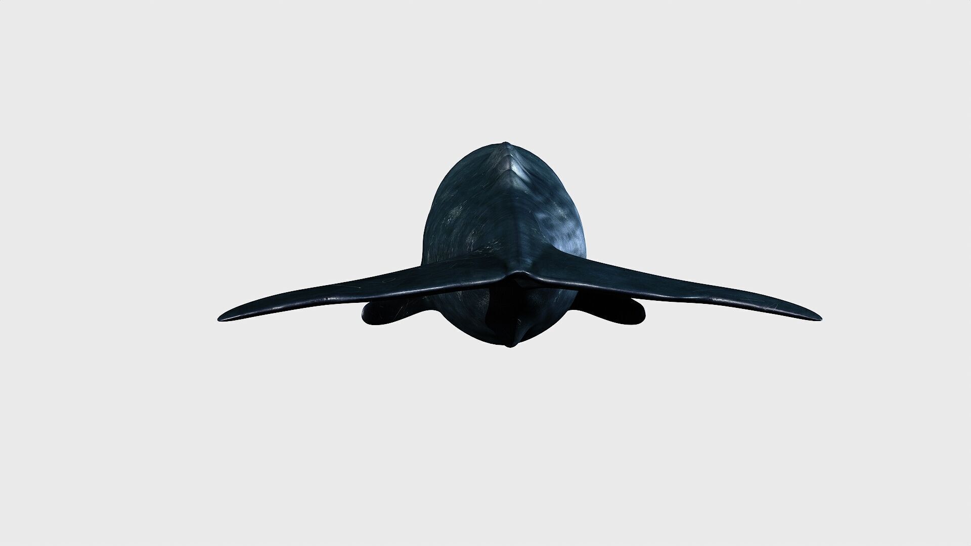Sperm whale Low-poly 3D model_7