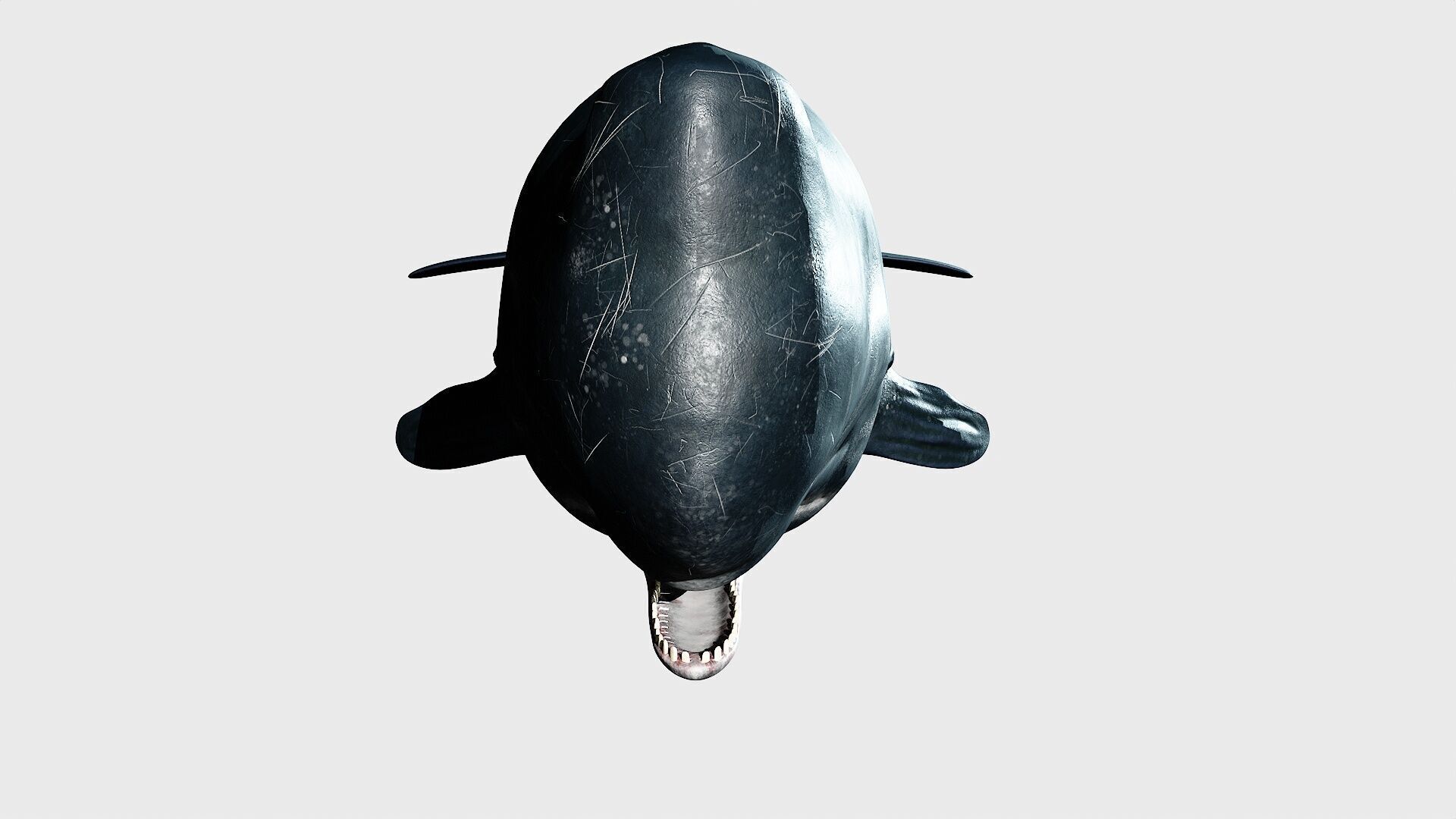 Sperm whale Low-poly 3D model_28