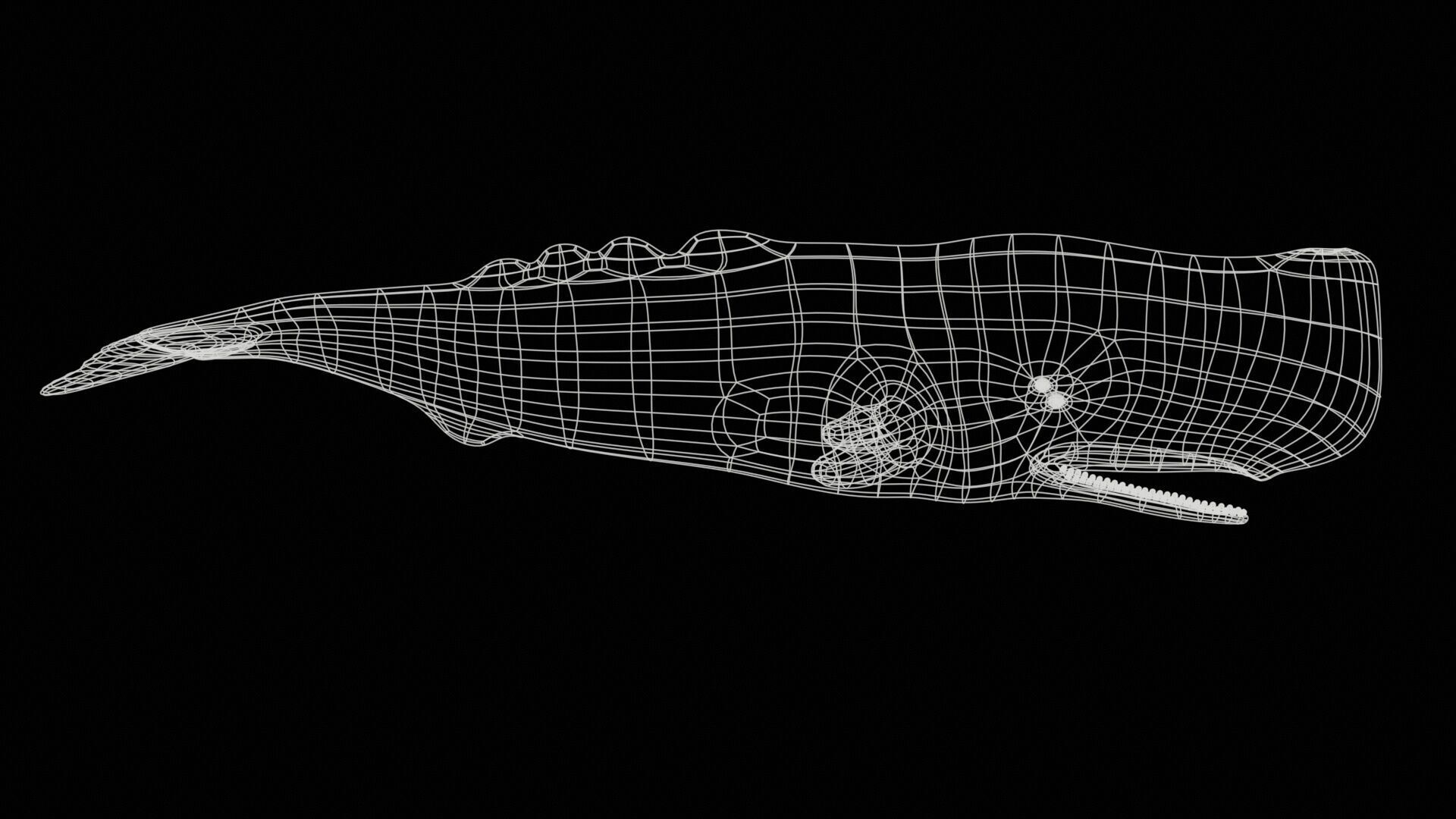 Sperm whale Low-poly 3D model_32