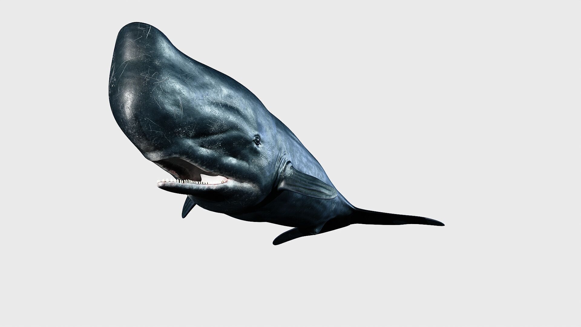 Sperm whale Low-poly 3D model_20