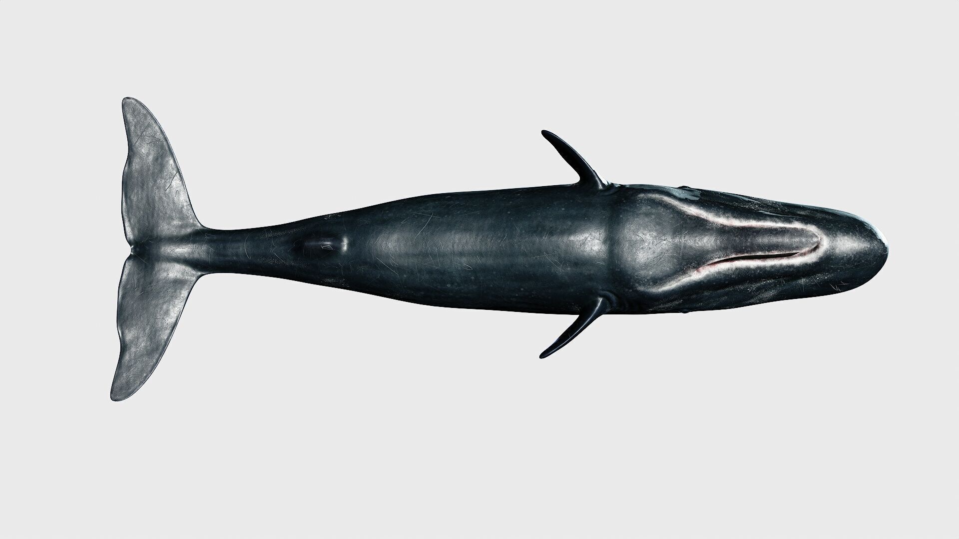 Sperm whale Low-poly 3D model_31