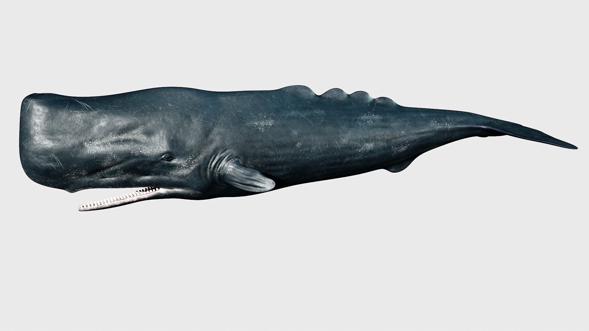Sperm whale Low-poly 3D model_13