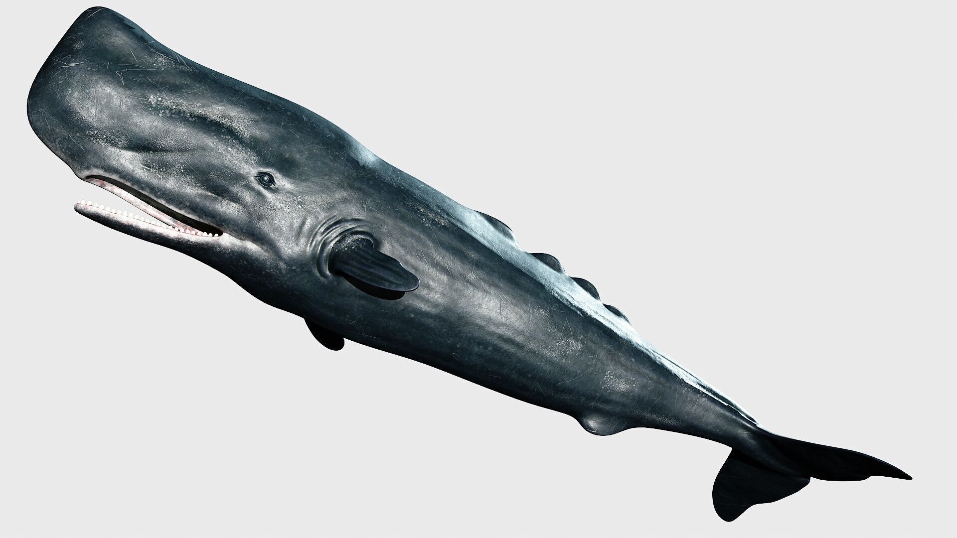 Sperm whale Low-poly 3D model_25