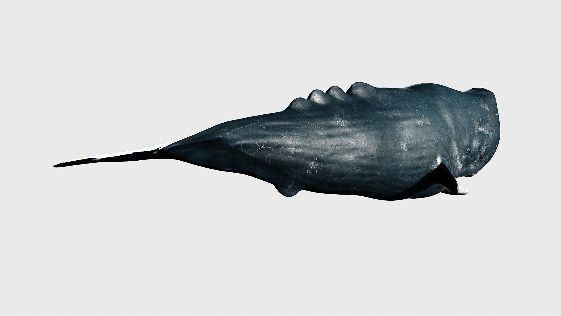 Sperm whale Low-poly 3D model_4
