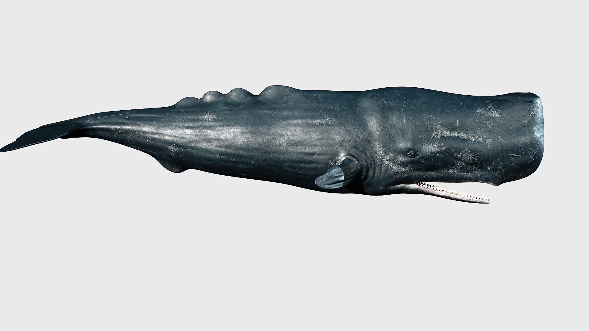 Sperm whale Low-poly 3D model_2