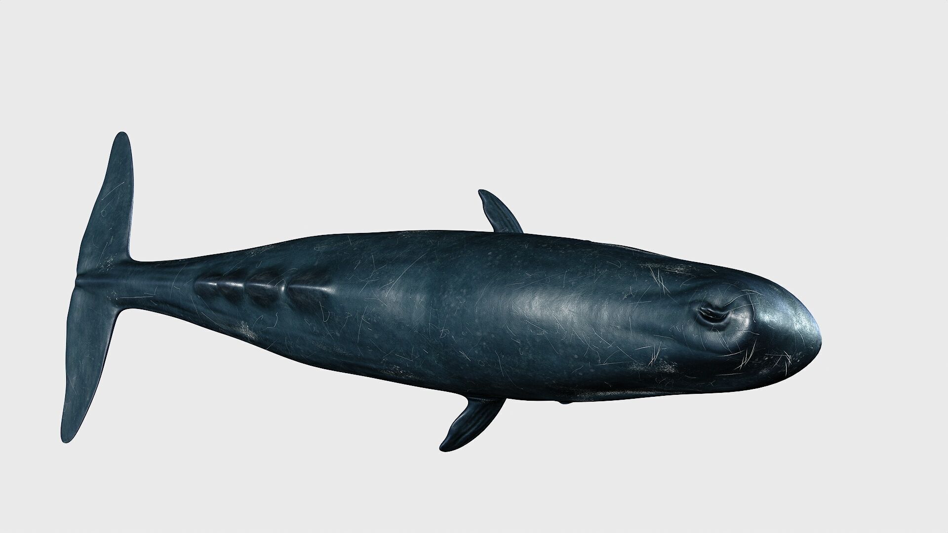 Sperm whale Low-poly 3D model_17