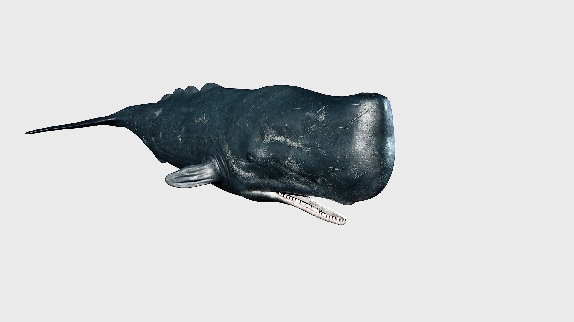 Sperm whale Low-poly 3D model_16