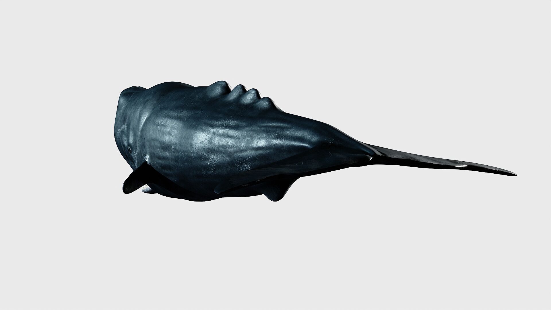 Sperm whale Low-poly 3D model_9