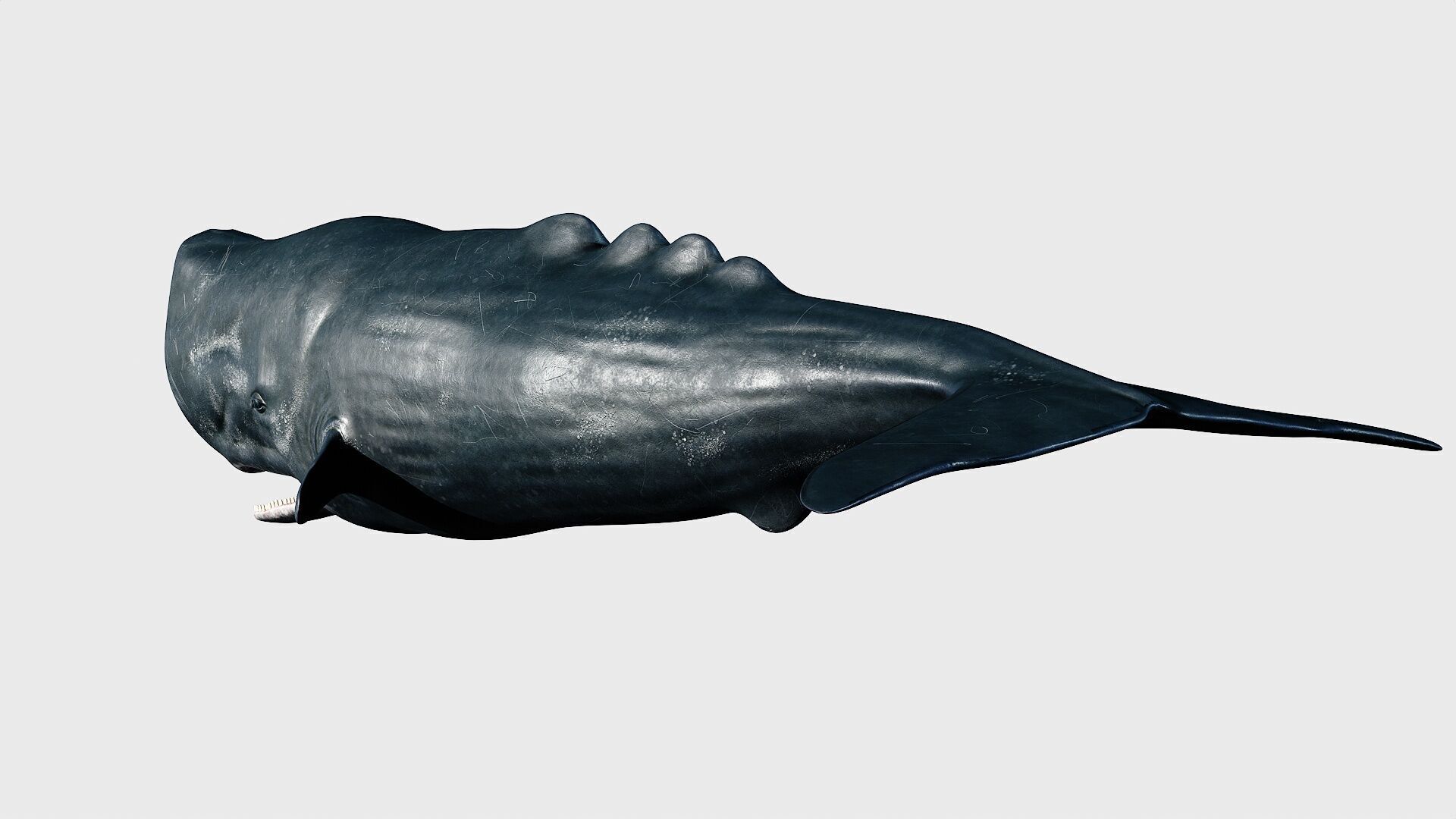 Sperm whale Low-poly 3D model_10