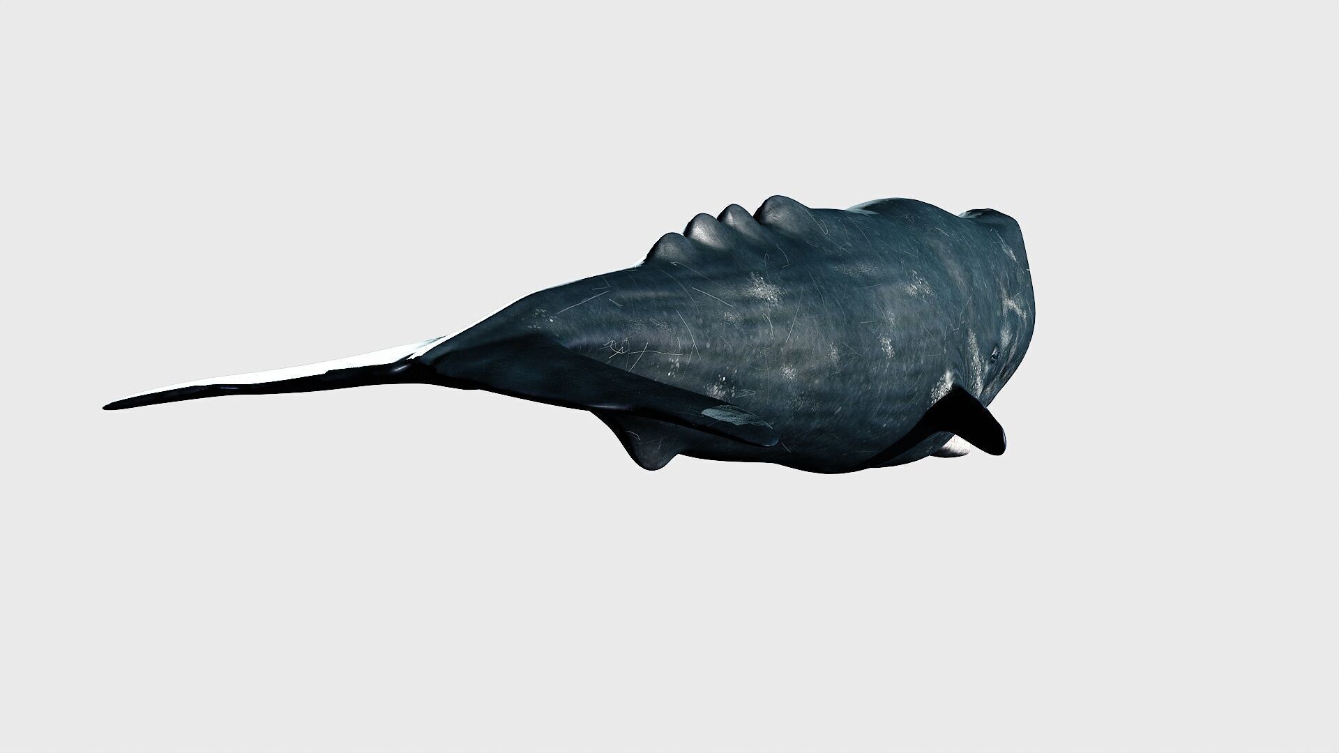 Sperm whale Low-poly 3D model_5