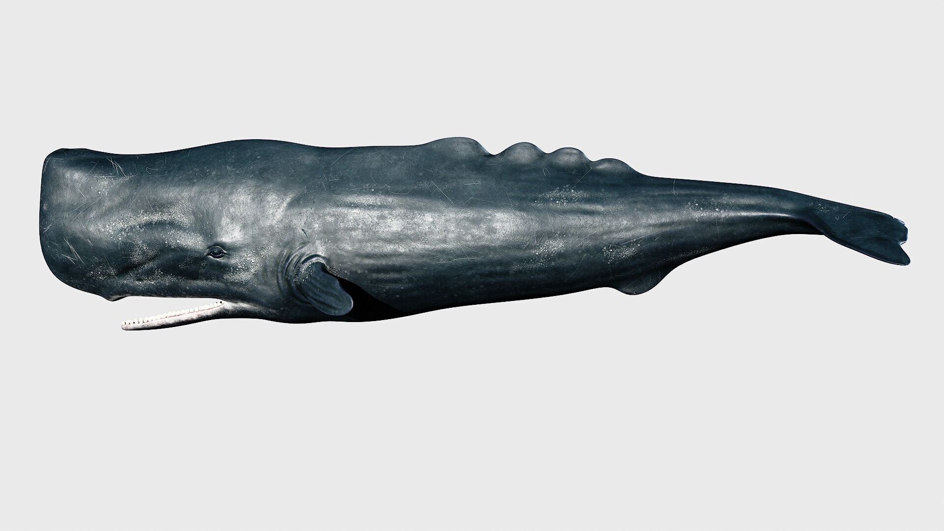 Sperm whale Low-poly 3D model_12