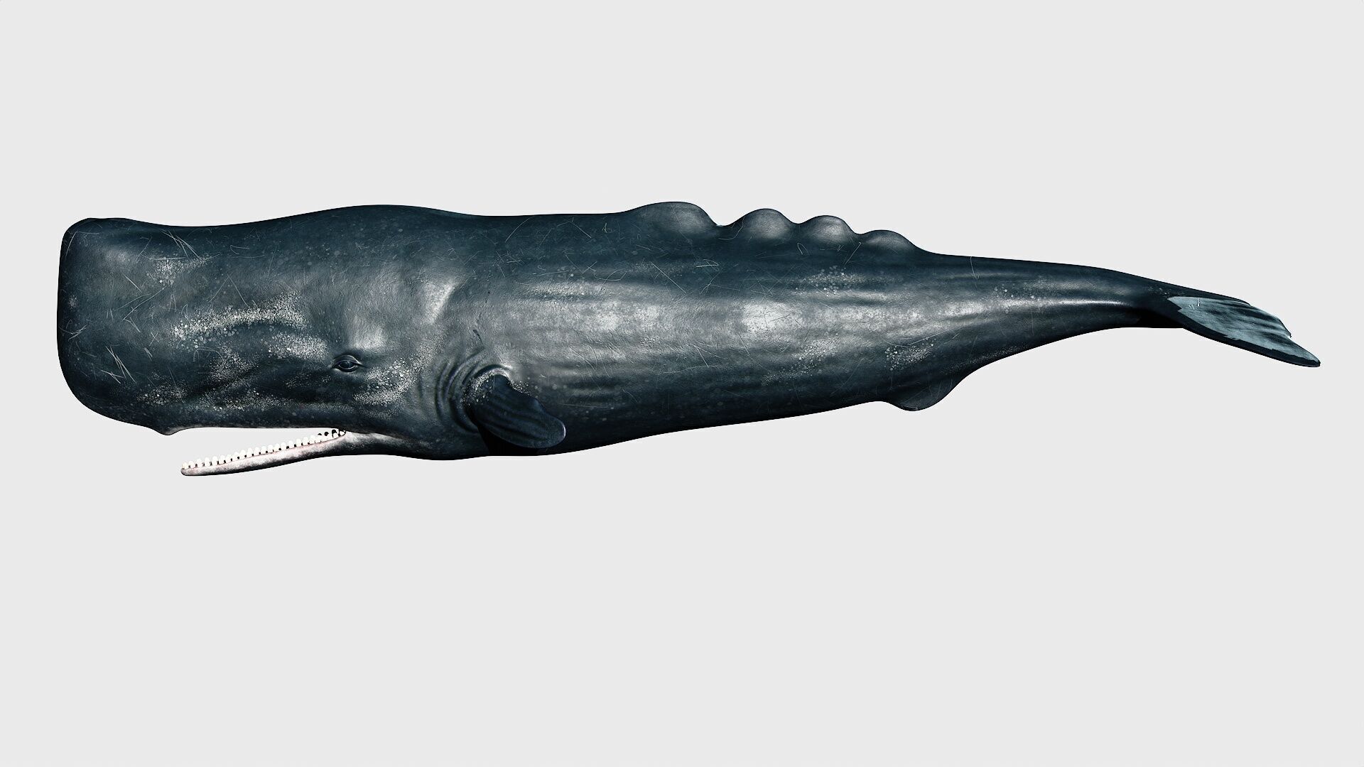 Sperm whale Low-poly 3D model_27