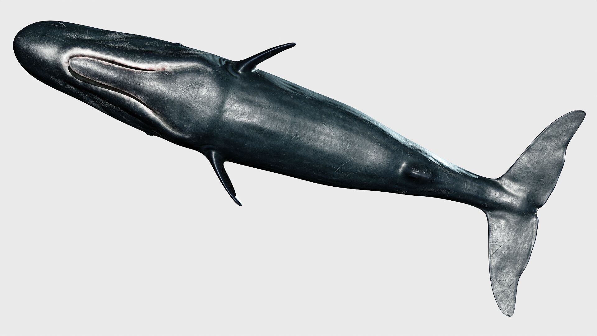 Sperm whale Low-poly 3D model_24