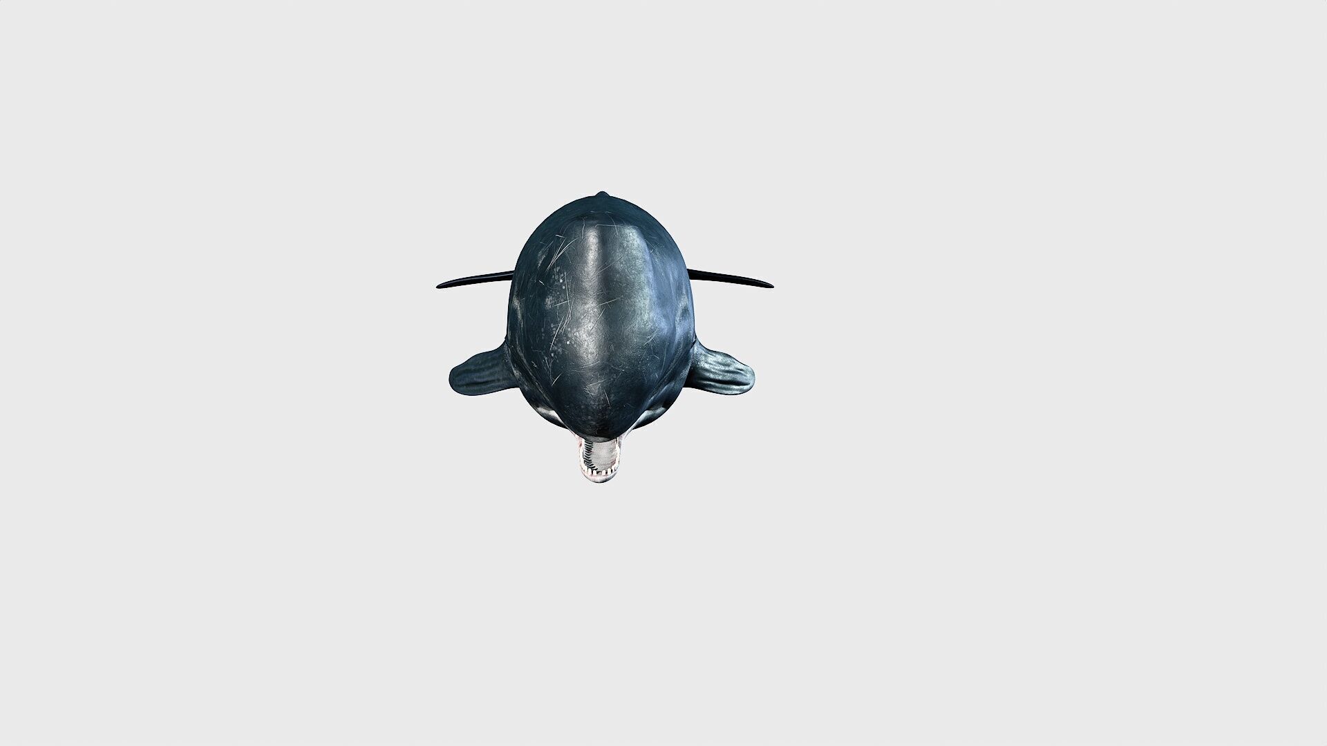 Sperm whale Low-poly 3D model_15