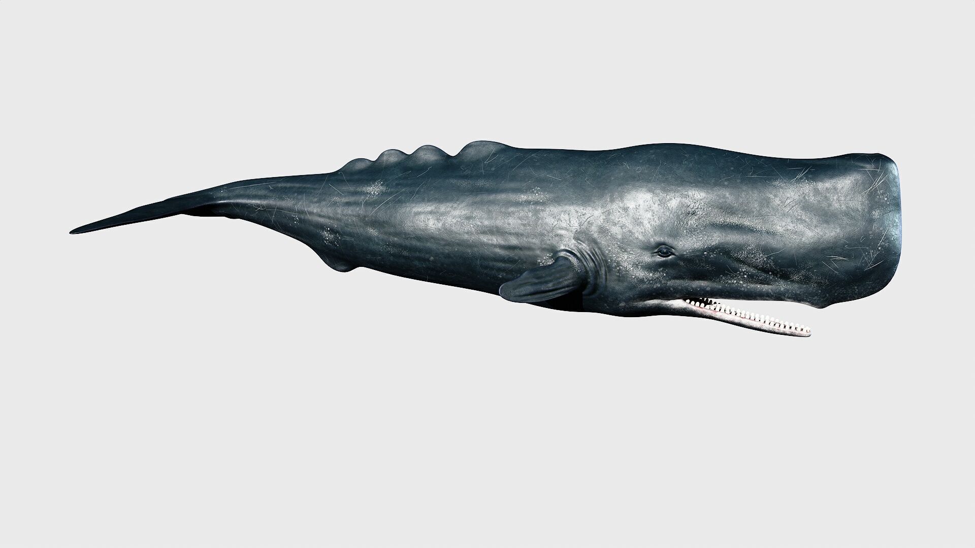 Sperm whale Low-poly 3D model_1