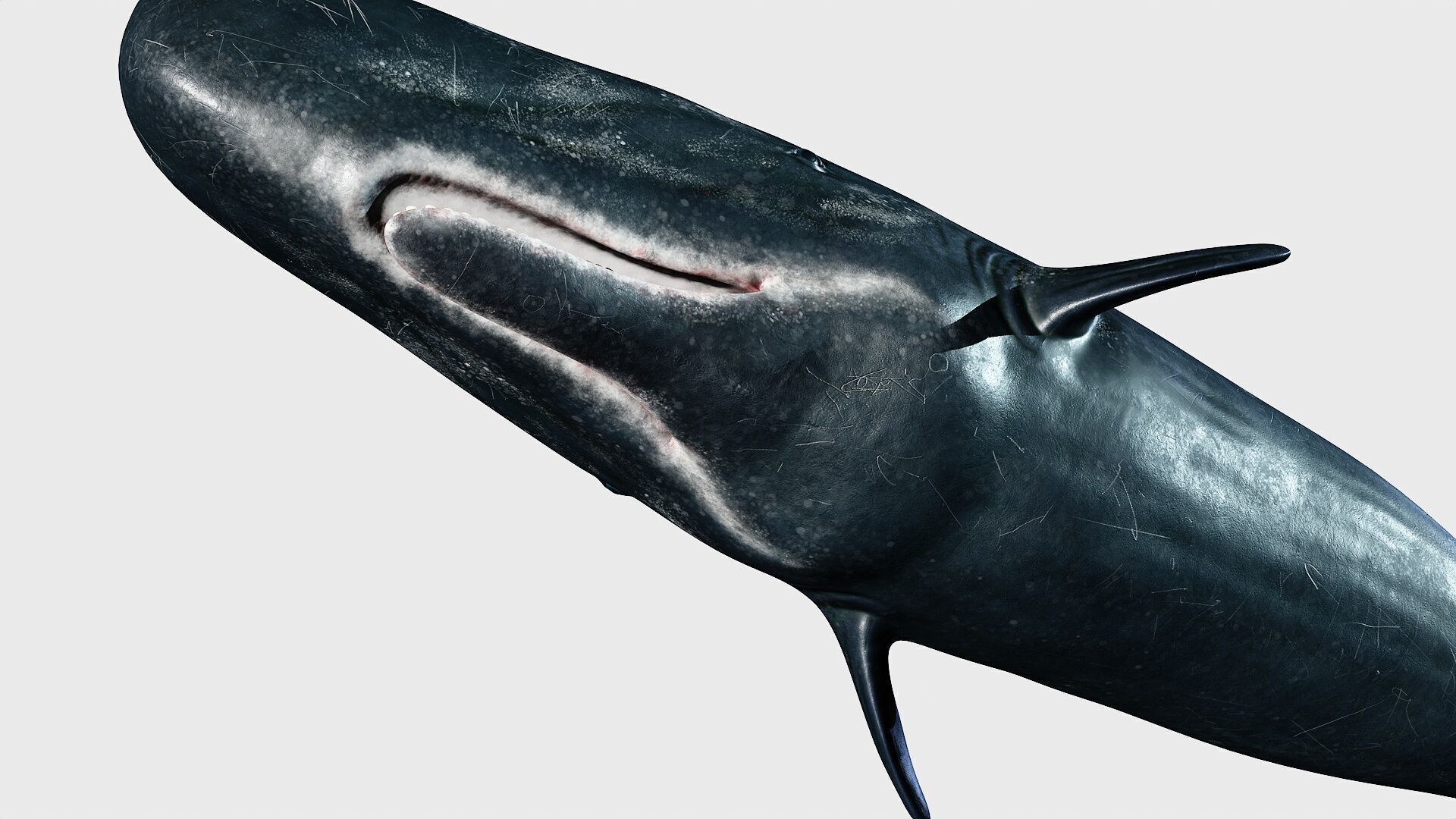 Sperm whale Low-poly 3D model_23