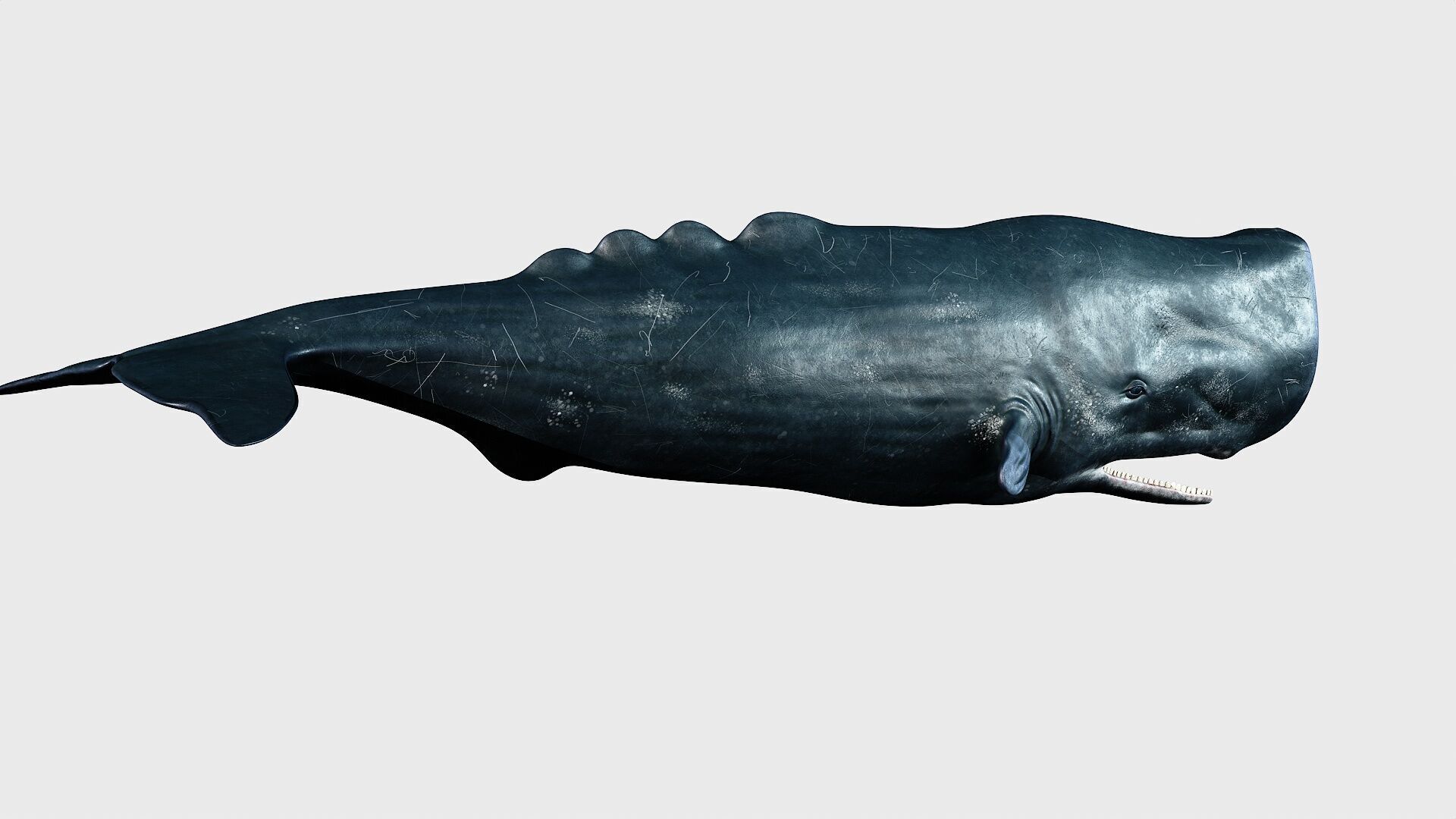 Sperm whale Low-poly 3D model_3