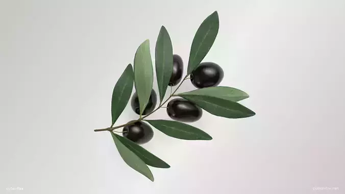 Black Olive Branch