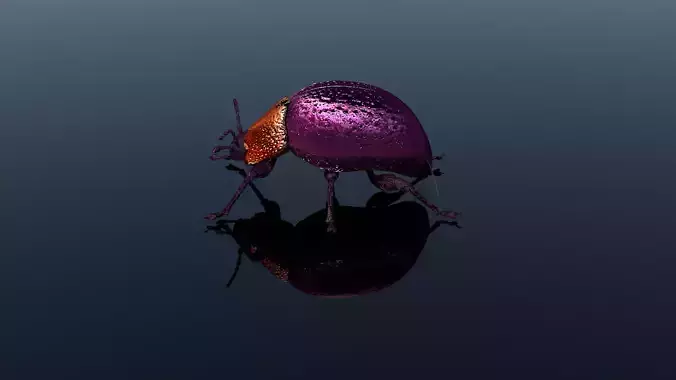 Besouro Inseto 3D model