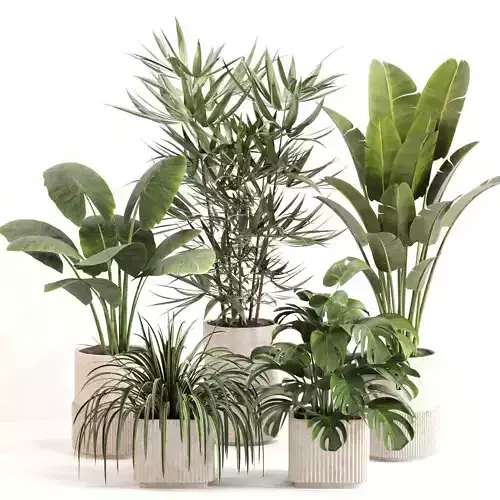 Indoor Plant Set 0108