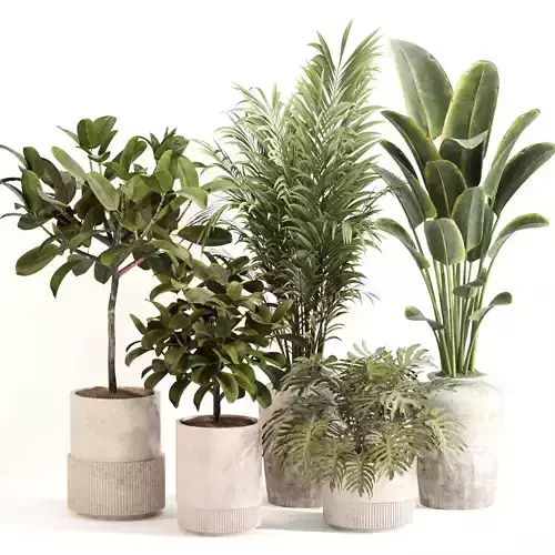 Indoor Plant Set 0111