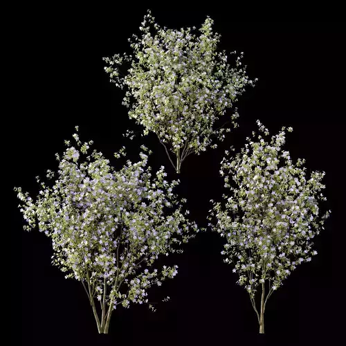 Tibouchina Semidecandra Tree01