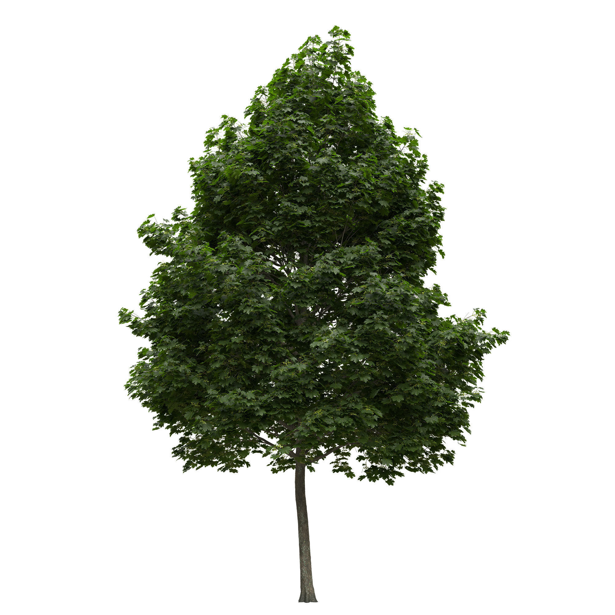 Acer platanoides 202SU - Norway Maple 3D model_1