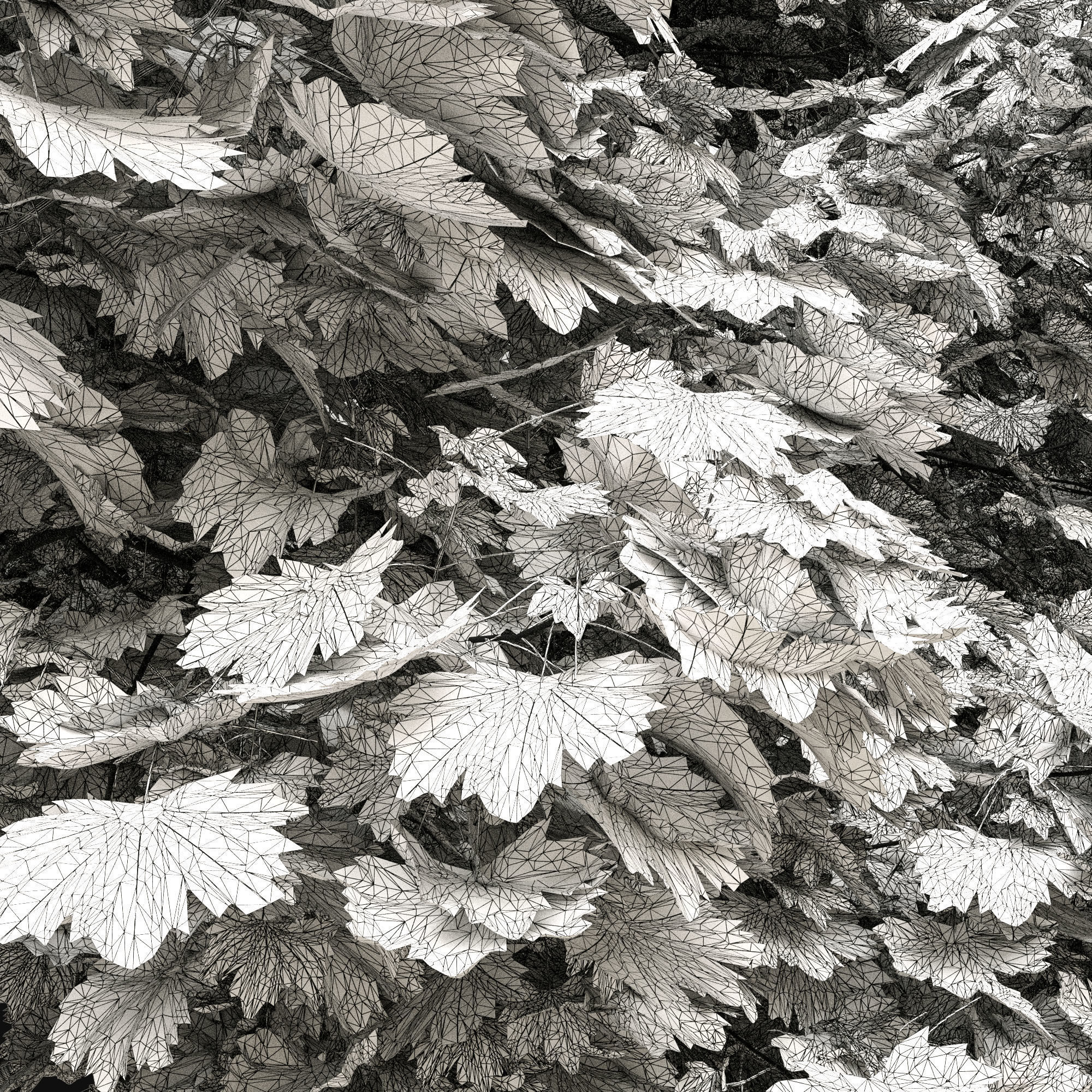 Acer platanoides 202SU - Norway Maple 3D model_10