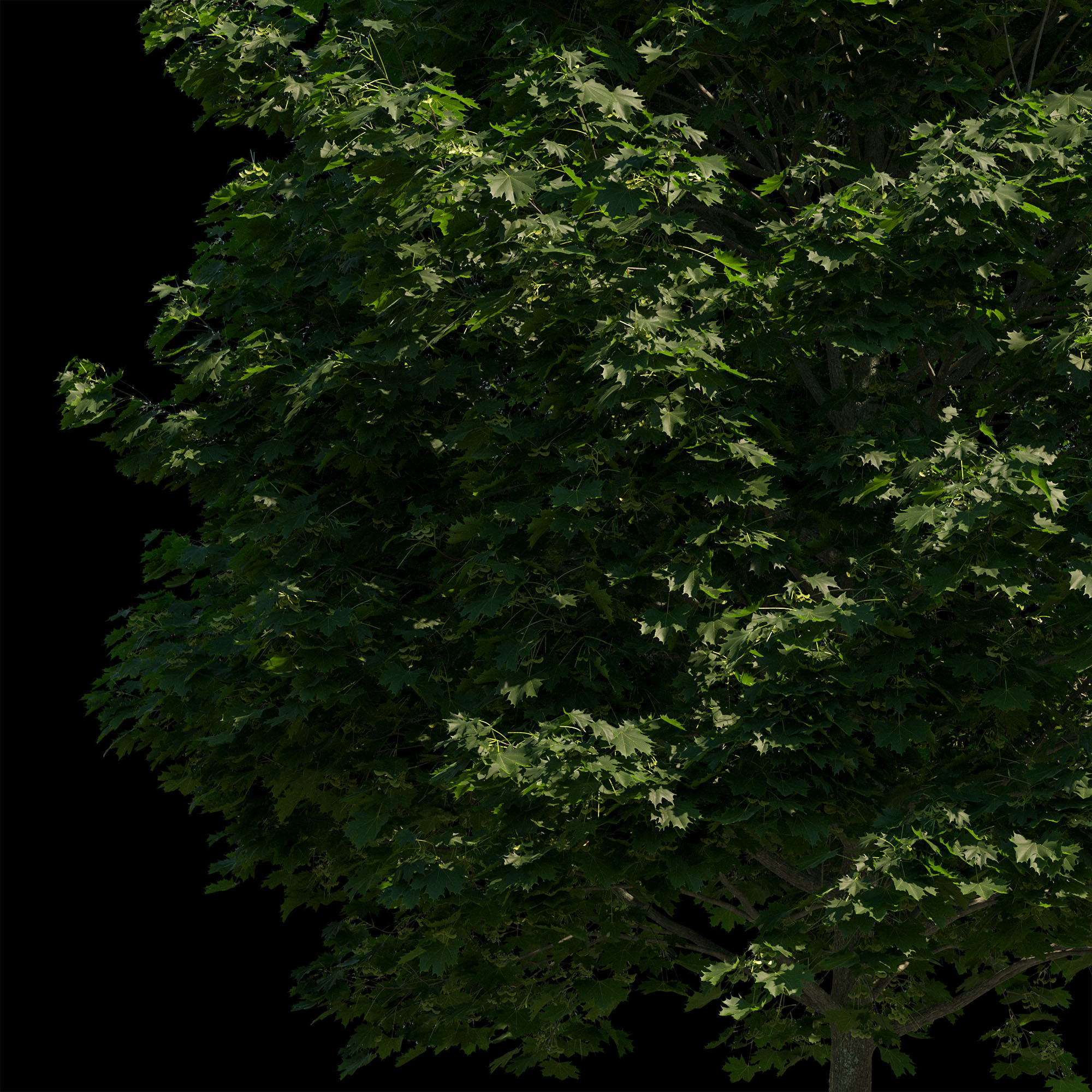 Acer platanoides 202SU - Norway Maple 3D model_7
