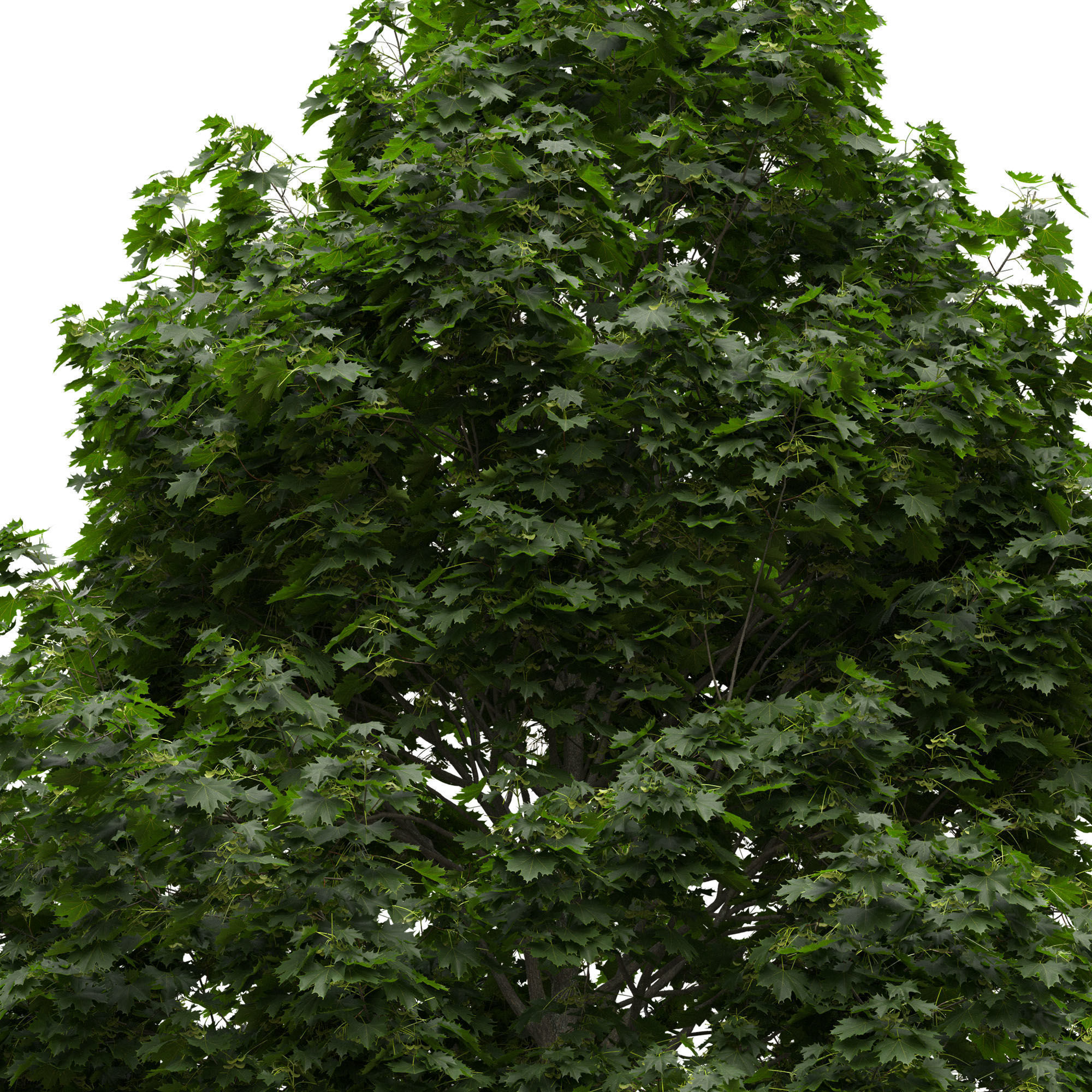 Acer platanoides 202SU - Norway Maple 3D model_5