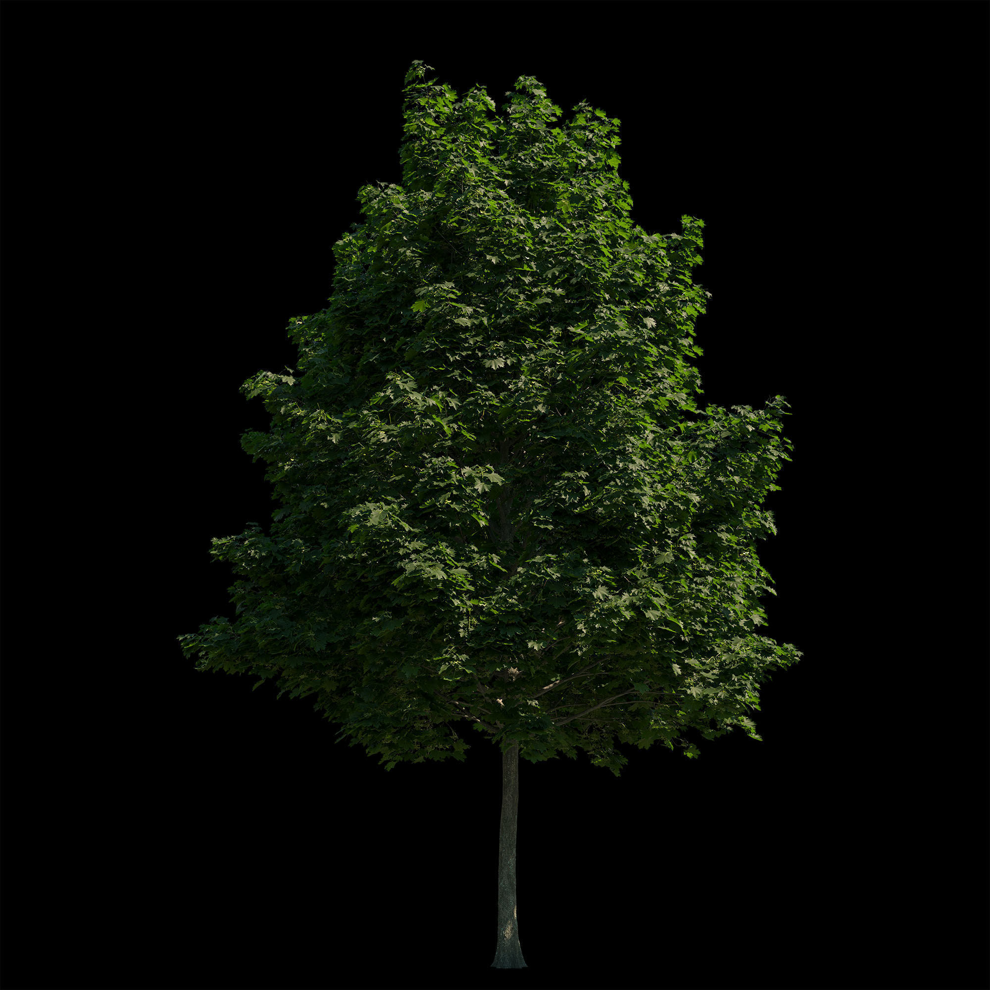 Acer platanoides 202SU - Norway Maple 3D model_2
