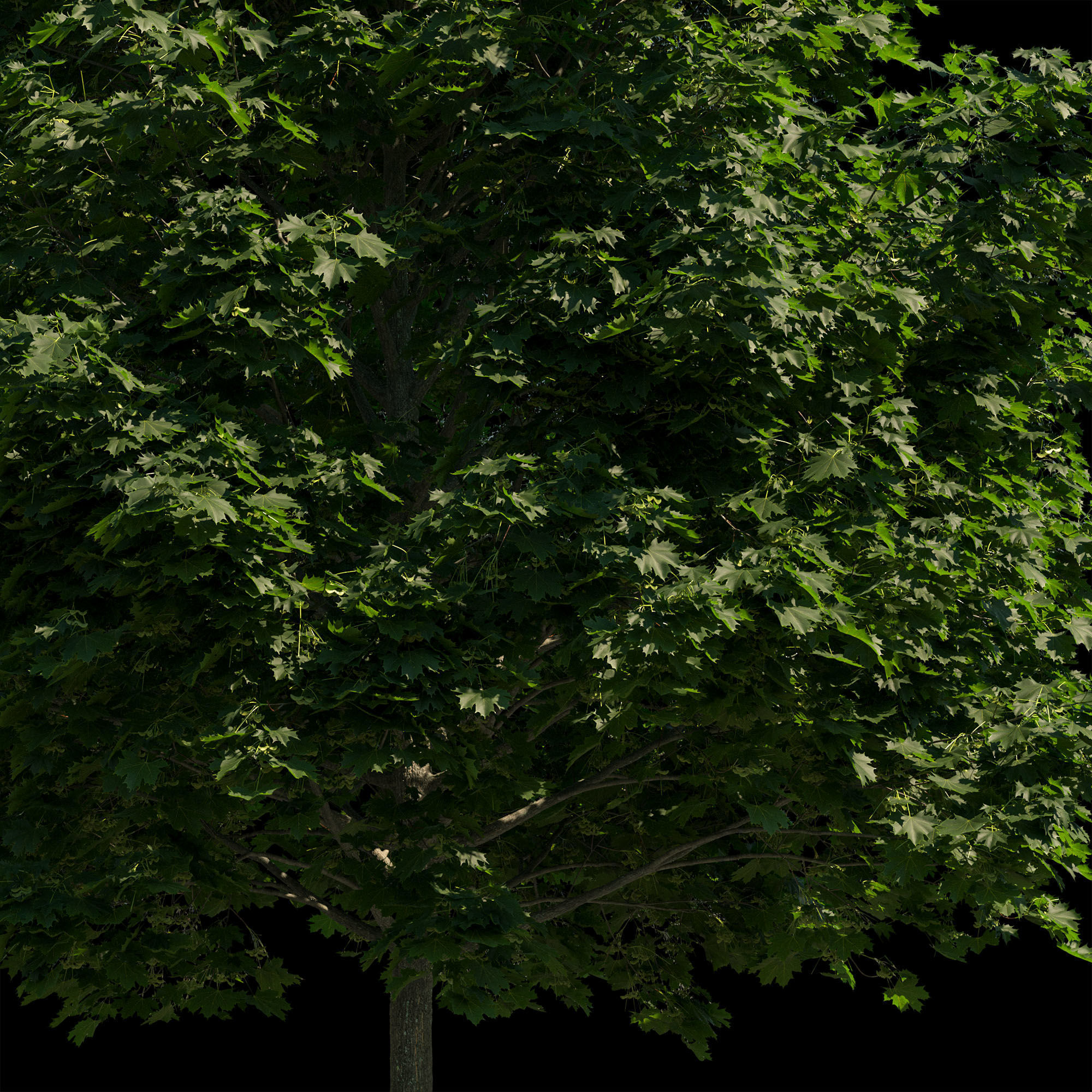Acer platanoides 202SU - Norway Maple 3D model_6
