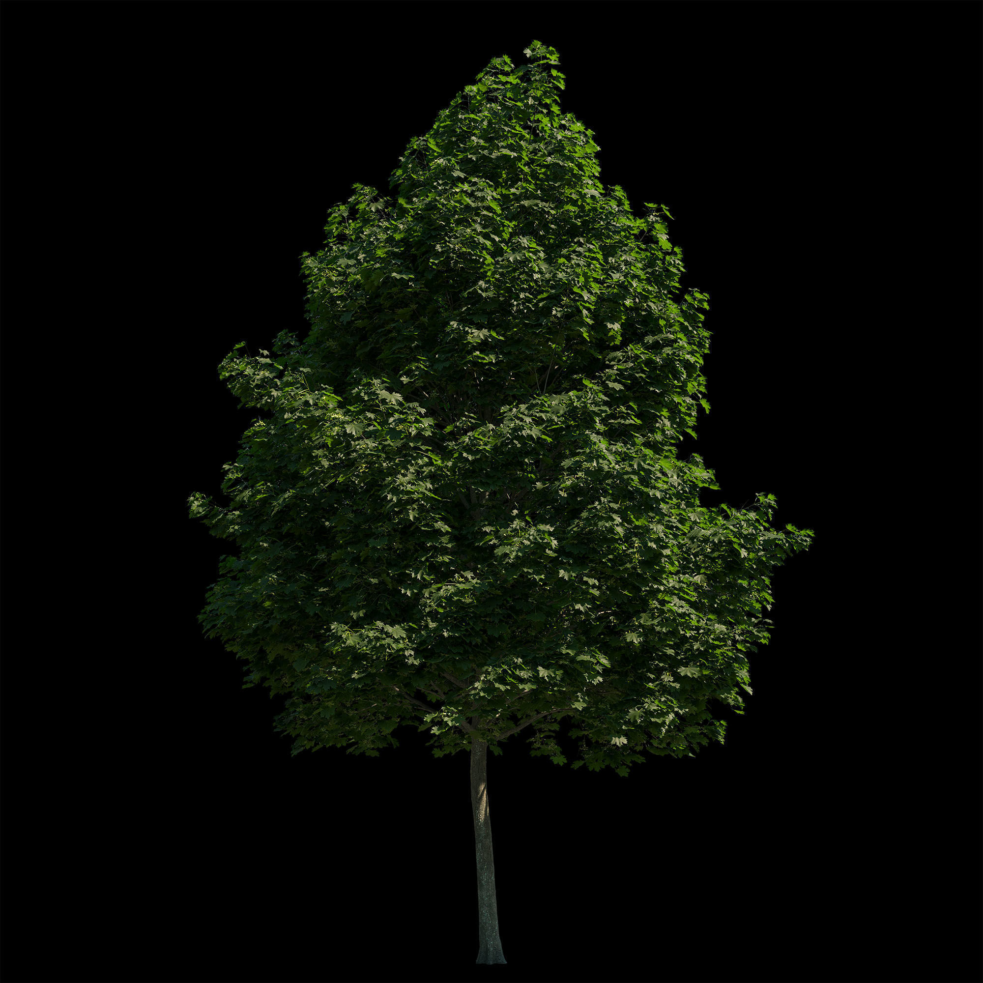 Acer platanoides 202SU - Norway Maple 3D model_3