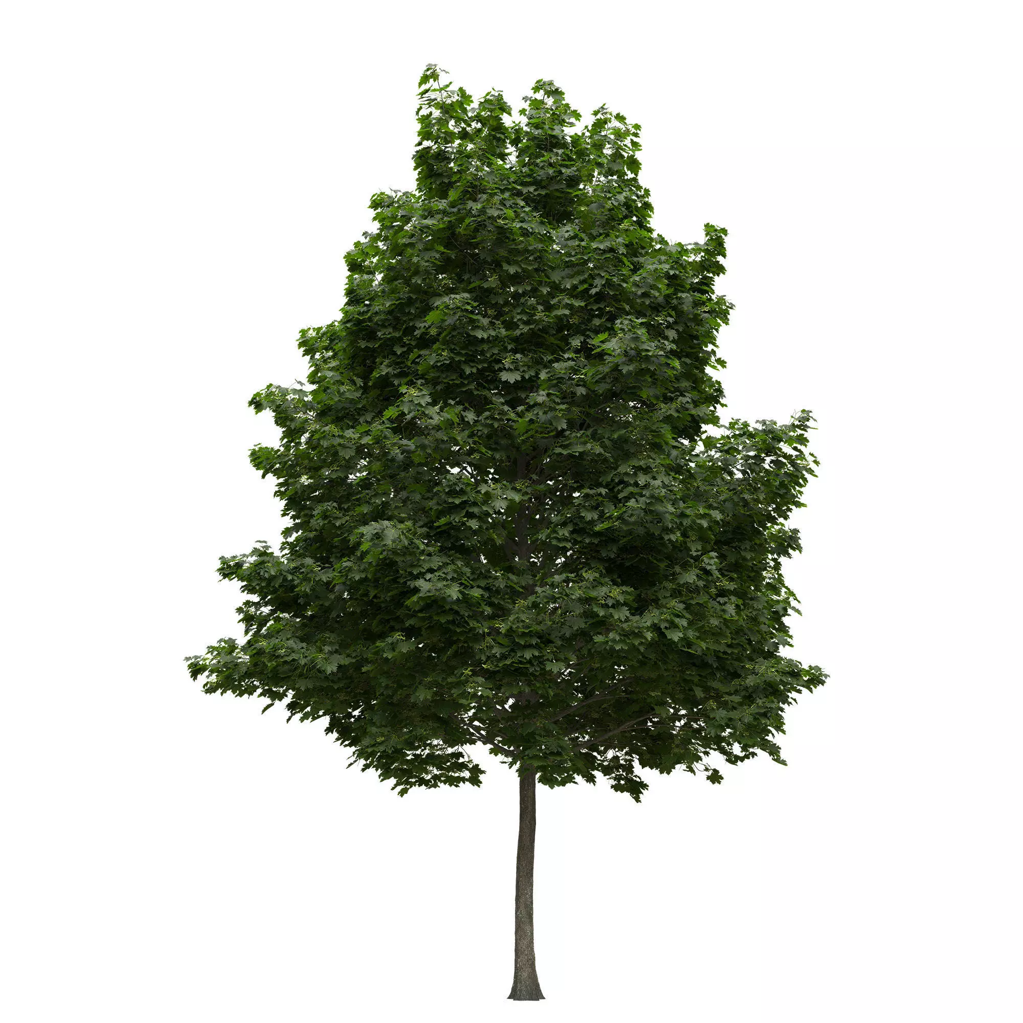 Acer platanoides 202SU - Norway Maple 3D model_0