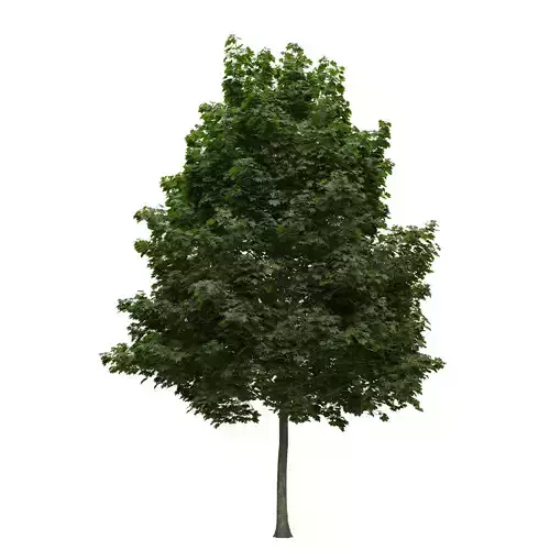 Acer platanoides 202SU - Norway Maple